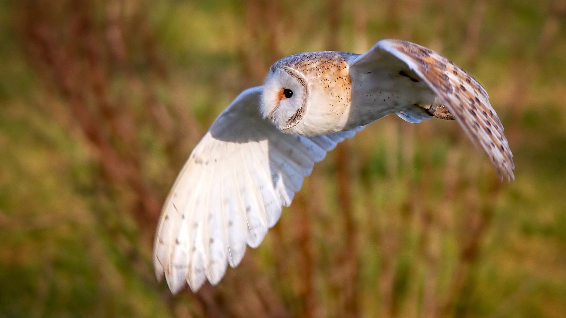 阿劳霍统治攻防两端，马里爆冷斩落安哥拉背后的战术密码